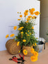 Ochiul fetei - Coreopsis grandiflora Early Sunrise Yellow Double - DocaPerene