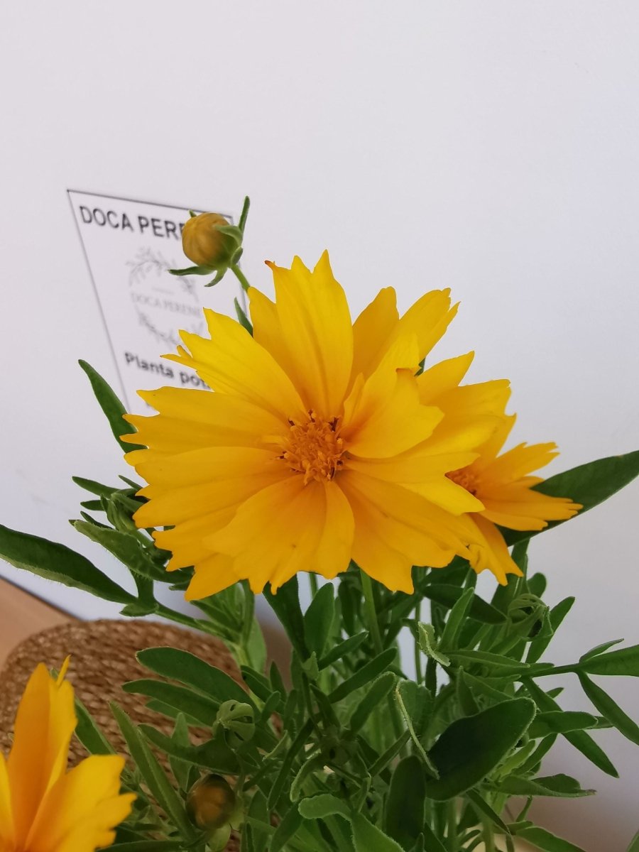 Ochiul fetei - Coreopsis grandiflora Early Sunrise Yellow Double - DocaPerene