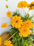 Ochiul fetei - Coreopsis grandiflora Early Sunrise Yellow Double - DocaPerene
