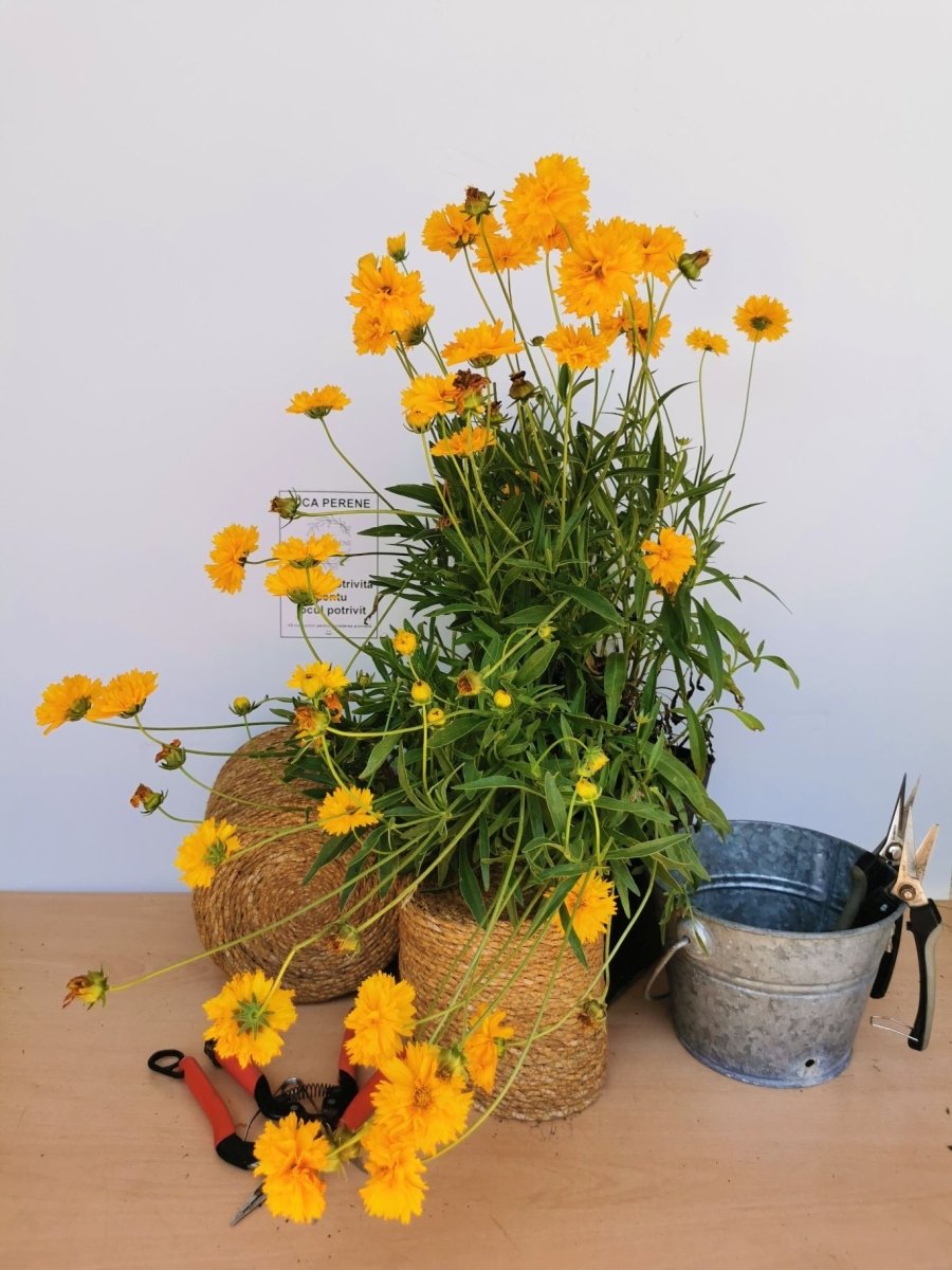 Ochiul fetei - Coreopsis grandiflora Early Sunrise Yellow Double - DocaPerene