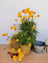 Ochiul fetei - Coreopsis grandiflora Early Sunrise Yellow Double - DocaPerene