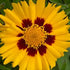 Ochiul Fetei - Coreopsis grandiflora Sunfire Yellow Red - DocaPerene