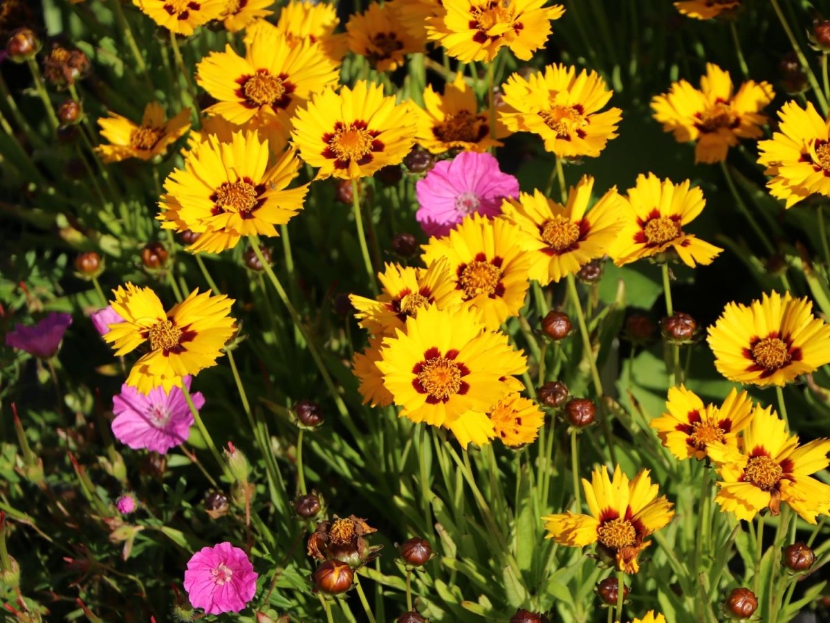 Ochiul Fetei - Coreopsis grandiflora Sunfire Yellow Red - DocaPerene
