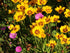 Ochiul Fetei - Coreopsis grandiflora Sunfire Yellow Red - DocaPerene