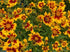 Ochiul fetei - Coreopsis grandiflora UpTick™ Gold & Bronze - DocaPerene