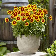 Ochiul fetei - Coreopsis grandiflora UpTick™ Gold & Bronze - DocaPerene