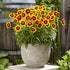 Ochiul fetei - Coreopsis grandiflora UpTick™ Gold & Bronze - DocaPerene