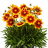Ochiul fetei - Coreopsis grandiflora UpTick™ Gold & Bronze - DocaPerene
