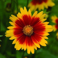 Ochiul fetei - Coreopsis grandiflora UpTick™ Gold & Bronze - DocaPerene