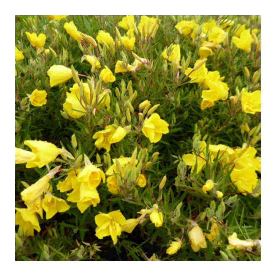 Luminița nopții - Oenothera hybrida African Sun