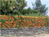 Cătină Ornamentală cu Bobițe Portocalii - Pyracantha 'Teton'