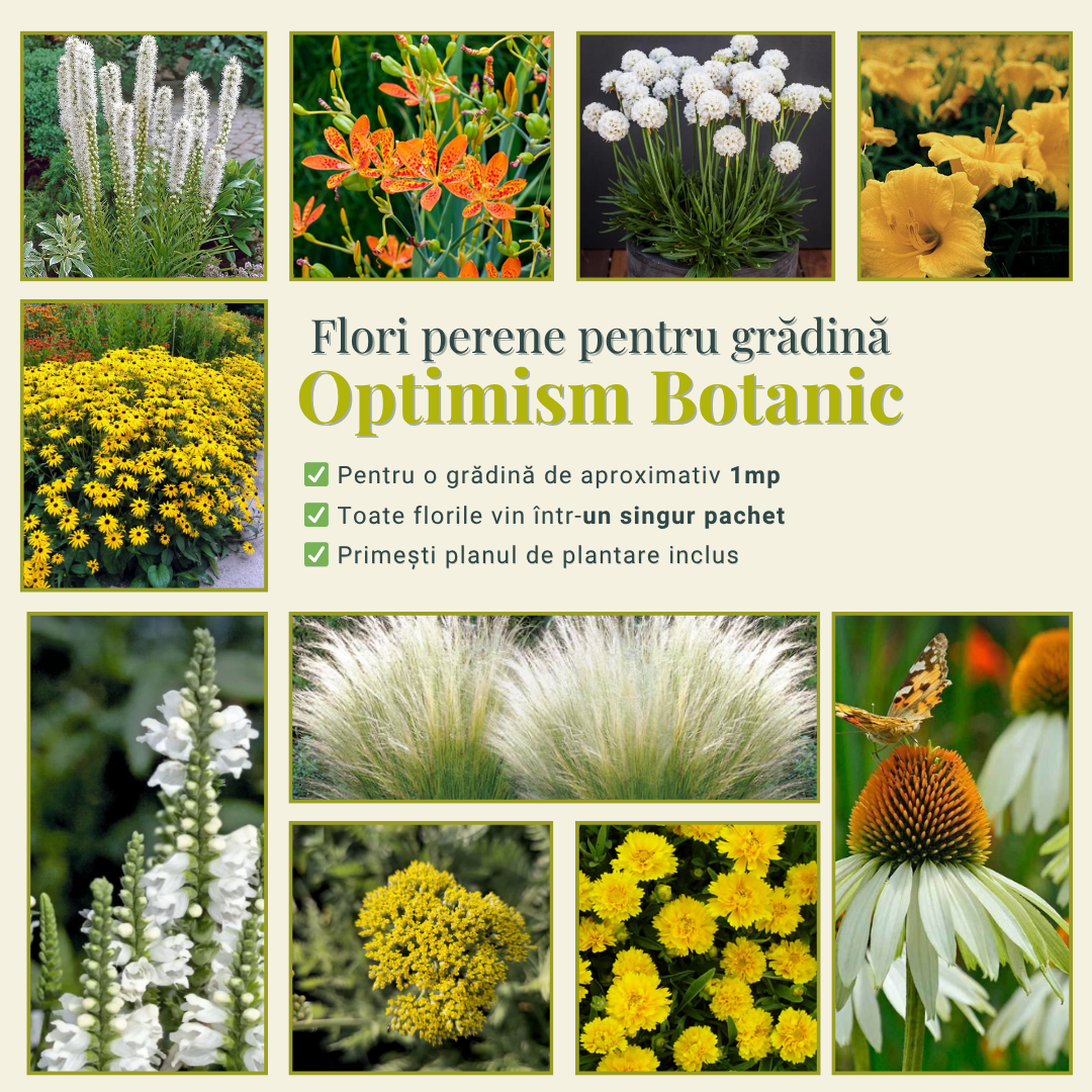 Optimism Botanic - Pachet de flori perene gata de plantat ptr grădini mici