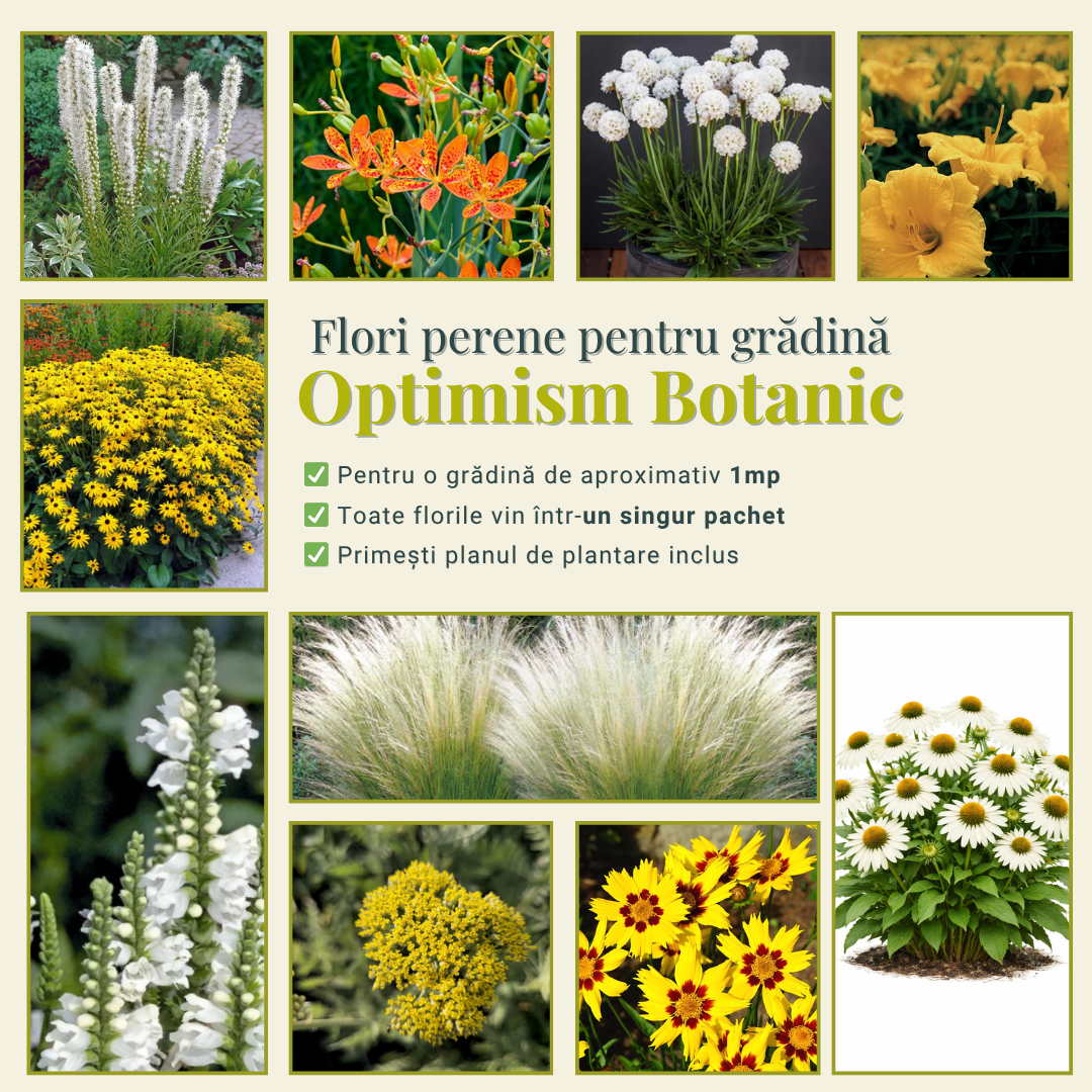 Optimism Botanic - Pachet de flori perene gata de plantat ptr grădini mici
