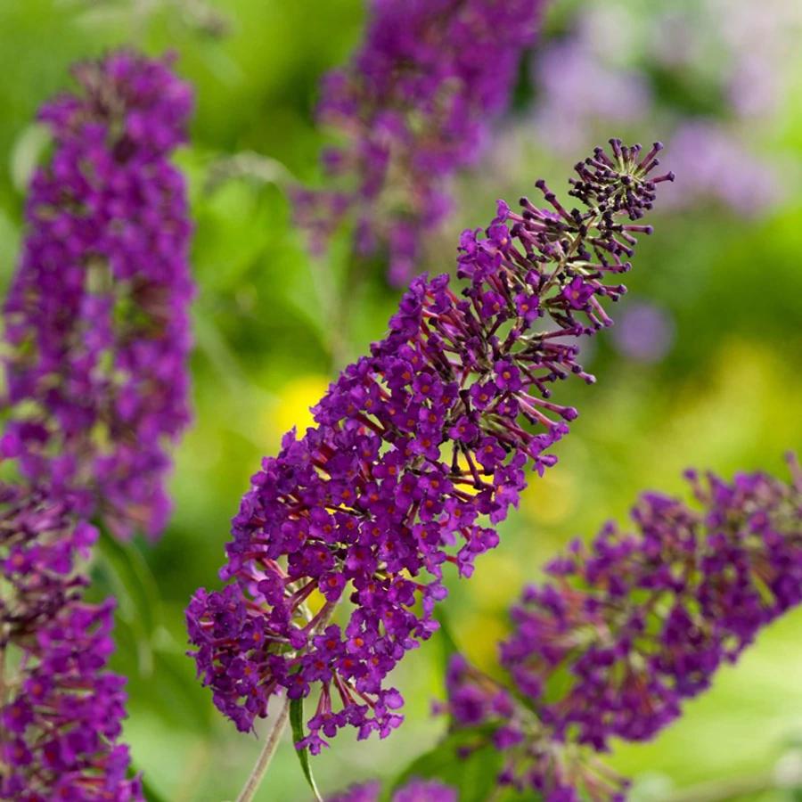 Liliac de vară - Buddleja davidii Nanho Purple