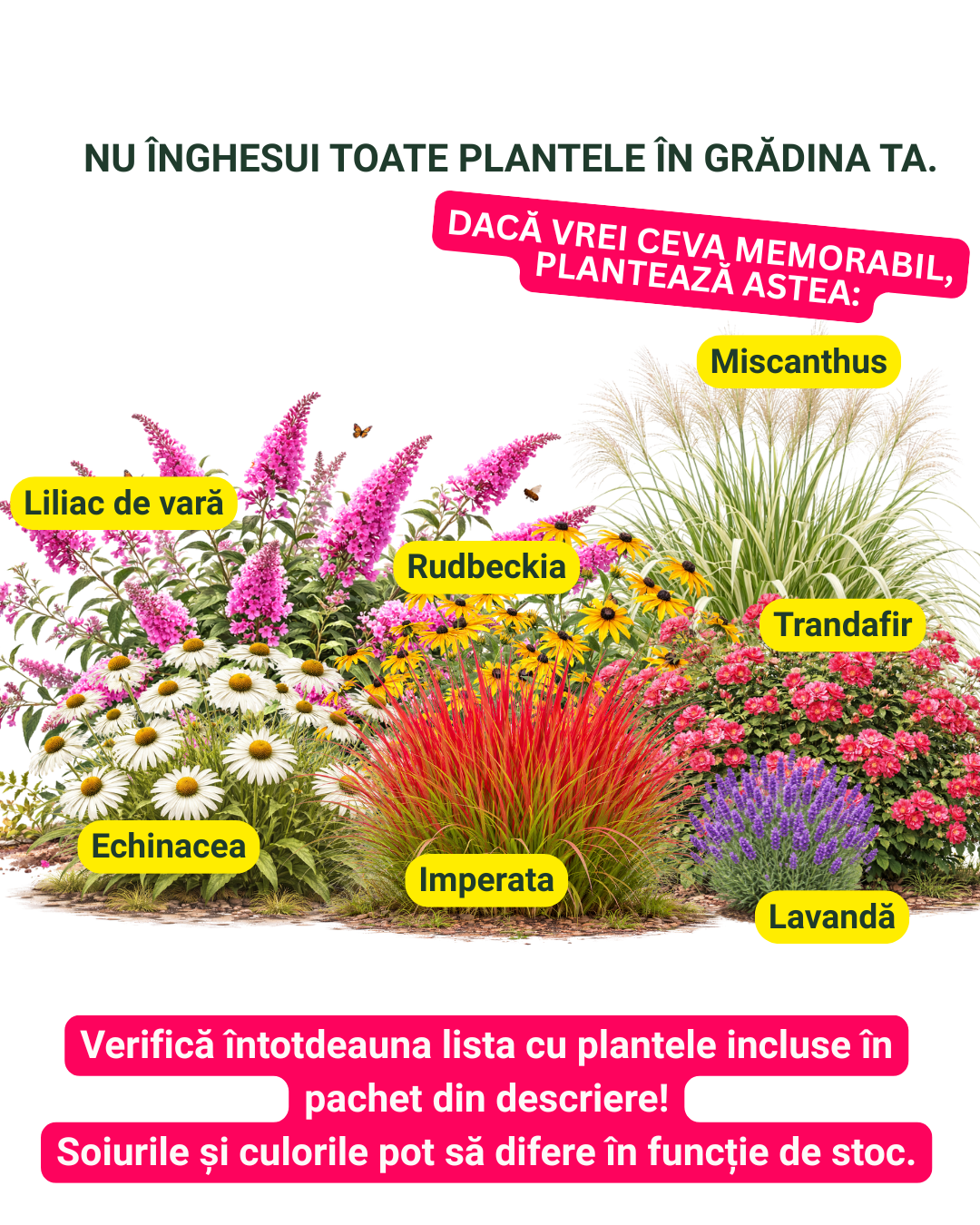 Mix MEMORABIL de perene care impresionează