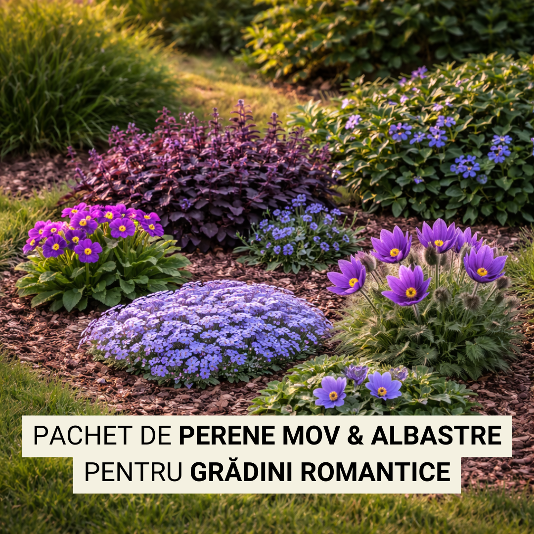 Mix floral mov și albastru pentru grădini romantice