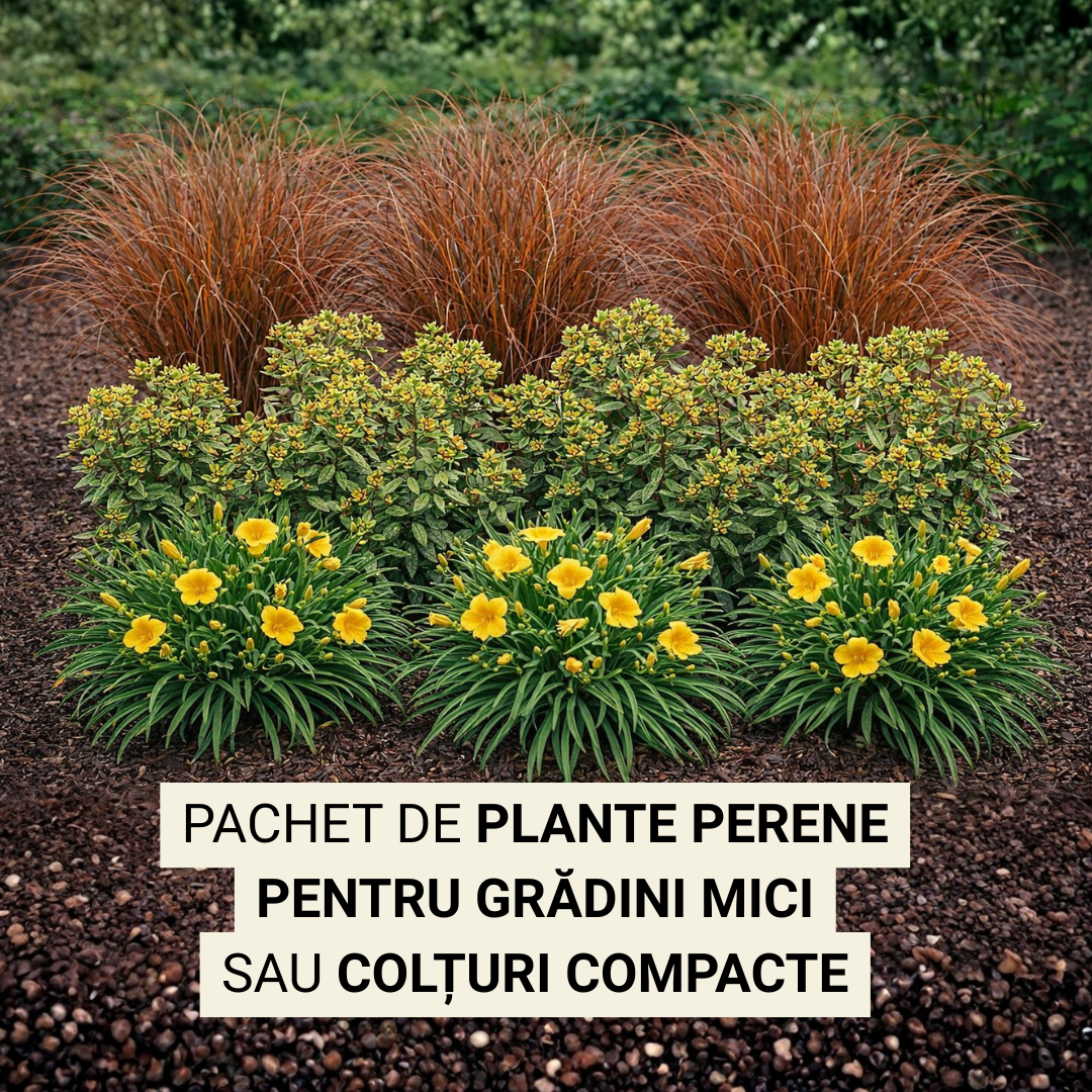 Pachet: perene de primăvară pt grădini mici