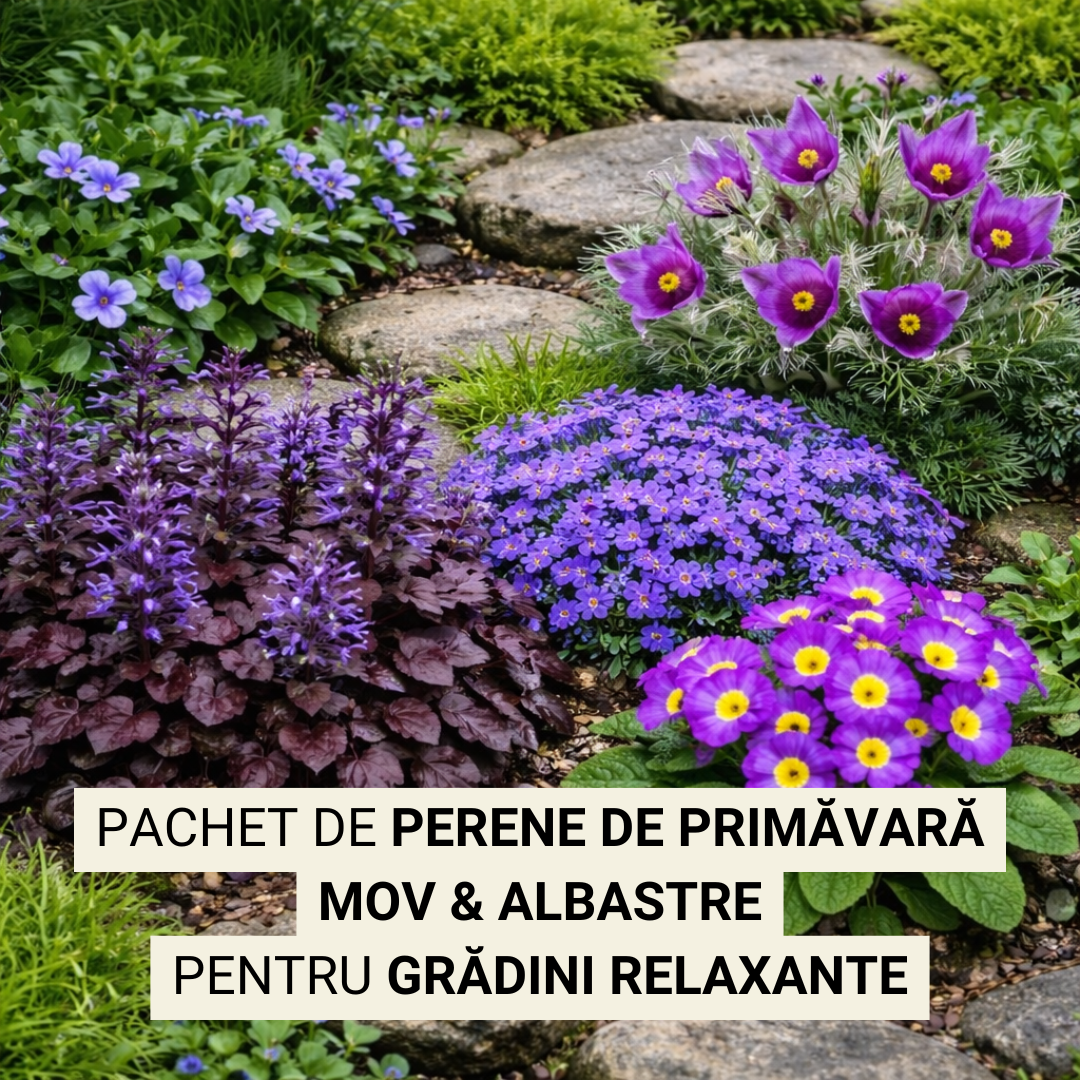 Pachet de primăvară cu perene mov & albastre