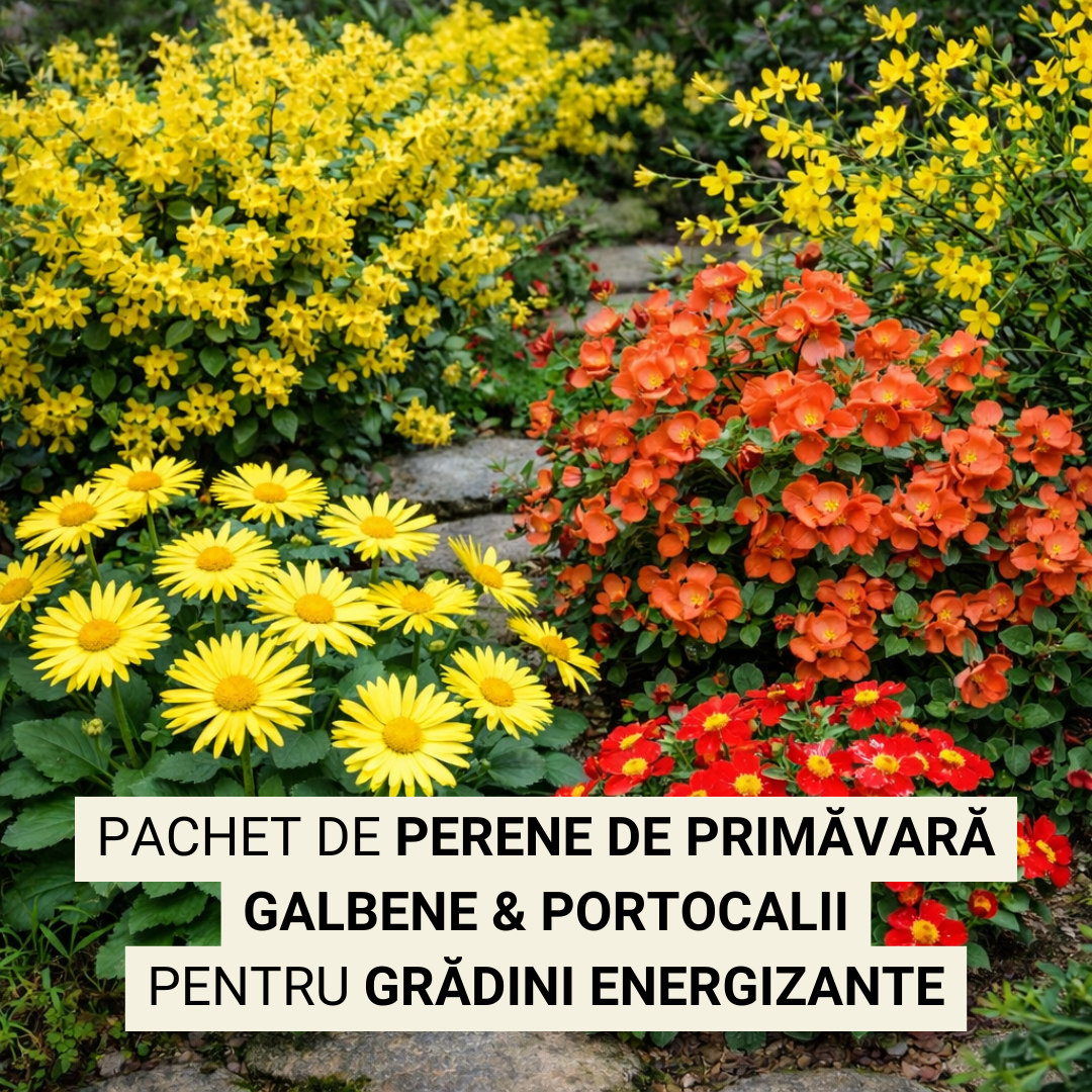 Pachet cu perene de primăvară galbene & portocalii