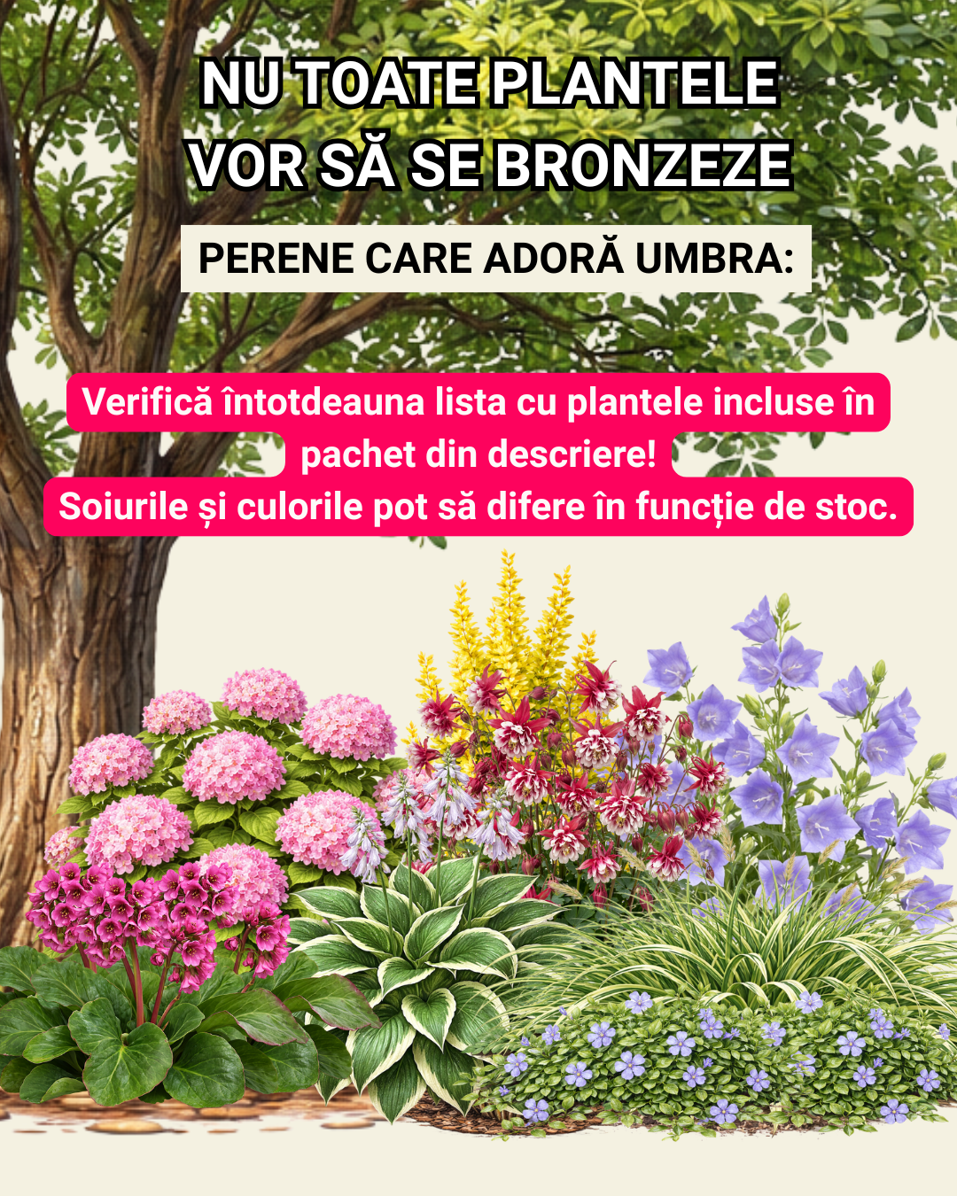 Mix de perene care adoră umbra: nu toate plantele vor să se bronzeze