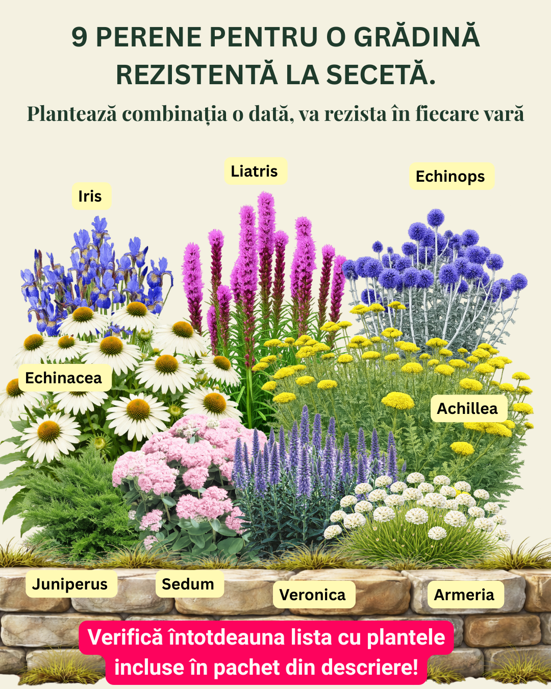 Mix cu perene rezistente la SECETĂ