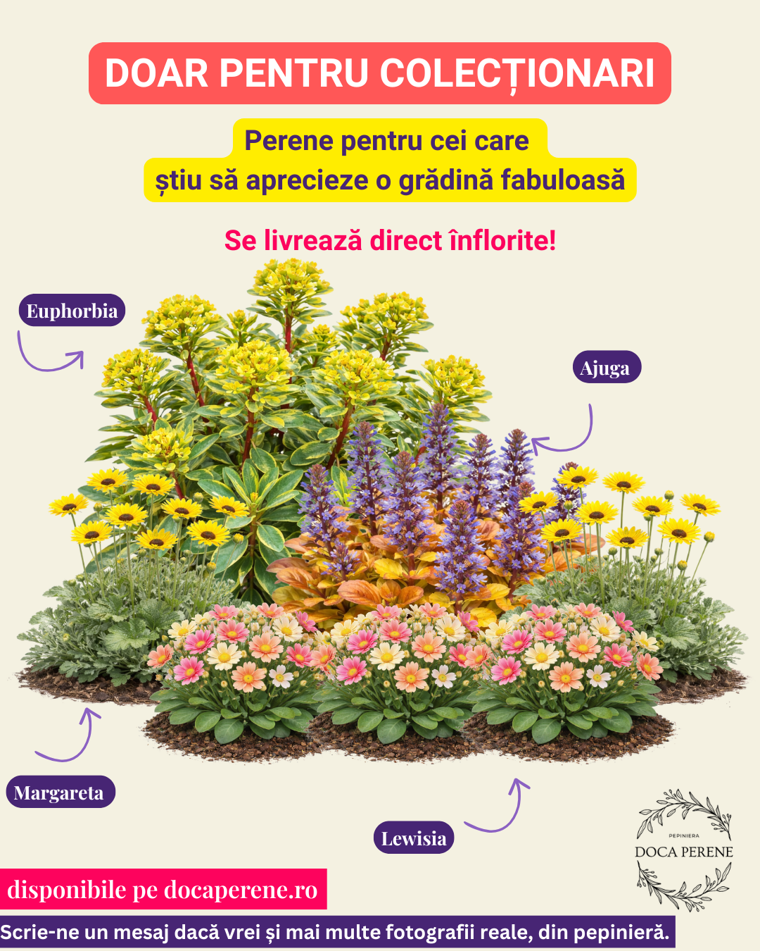 Mix cu perene înflorite doar pt Colecționari