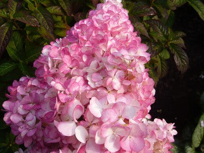 Hortensie 'Vanille Fraise' - Hydrangea paniculata 'Vanille Fraise'