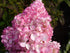 Hortensie 'Vanille Fraise' - Hydrangea Paniculata 'Vanille Fraise'