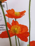 Mac islandez - Papaver nudicaule 'Pop-up Orange'