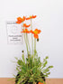 Mac islandez - Papaver nudicaule 'Pop-up Orange'