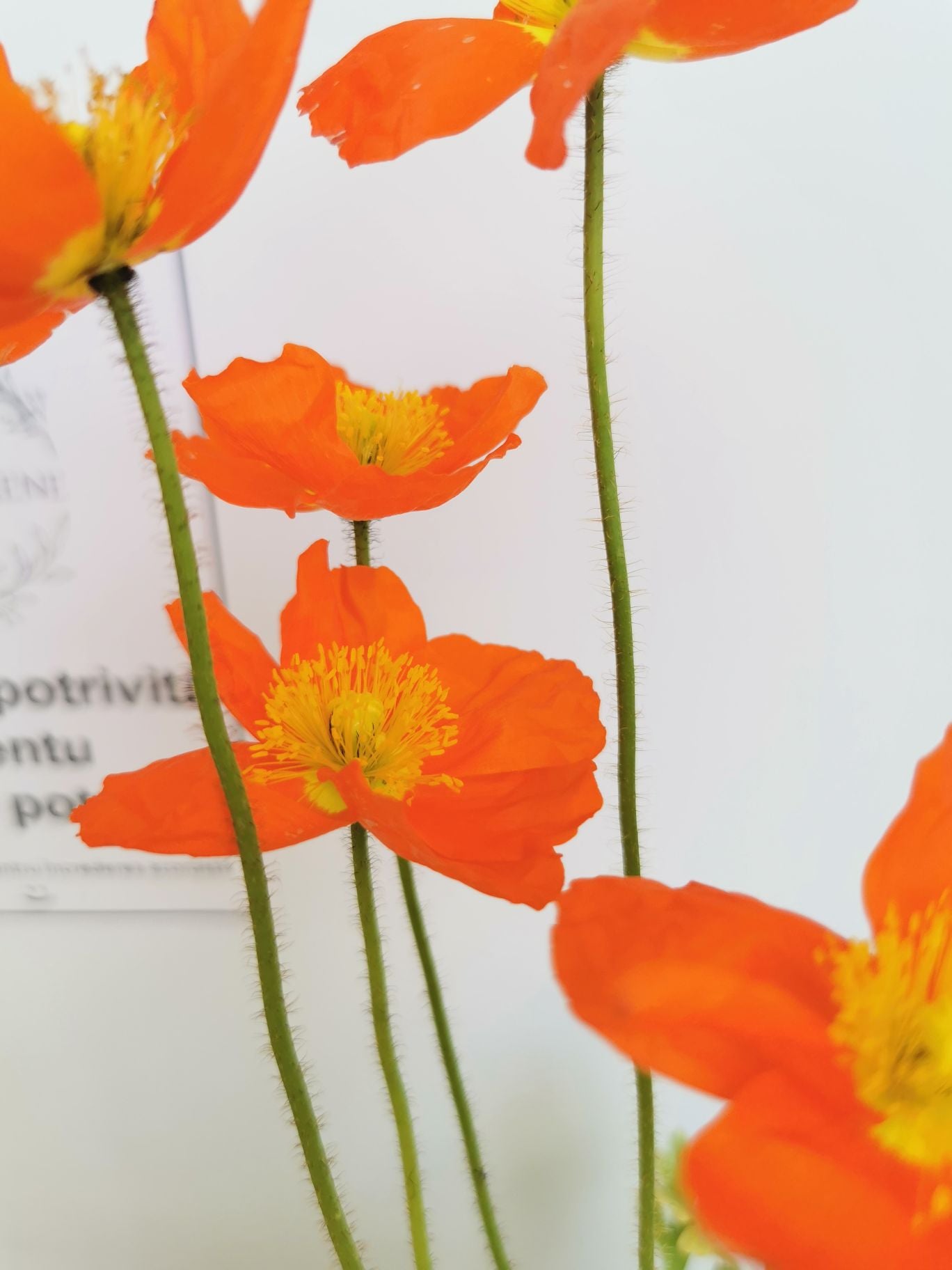 Mac islandez - Papaver nudicaule 'Pop-up Orange'