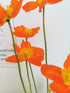 Mac islandez - Papaver nudicaule 'Pop-up Orange'