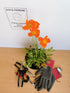 Mac islandez - Papaver nudicaule 'Pop-up Orange'