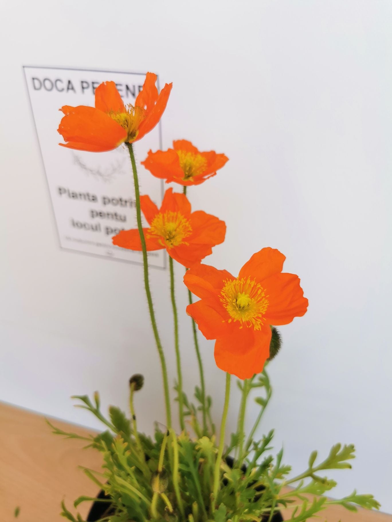 Mac islandez - Papaver nudicaule 'Pop-up Orange'