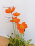 Mac islandez - Papaver nudicaule 'Pop-up Orange'