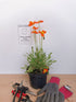 Mac islandez - Papaver nudicaule 'Pop-up Orange'