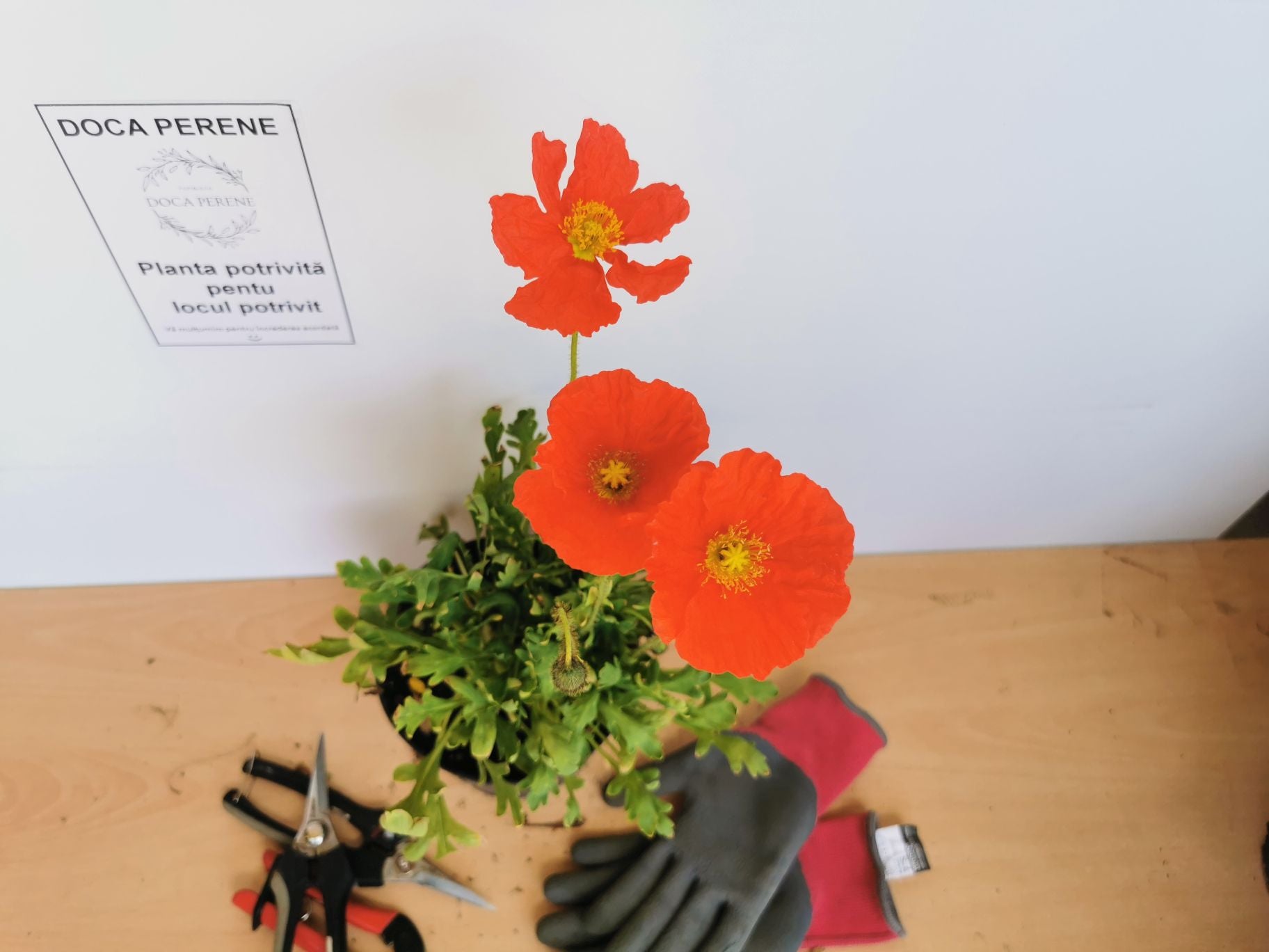 Mac islandez - Papaver nudicaule 'Pop-up Rose'