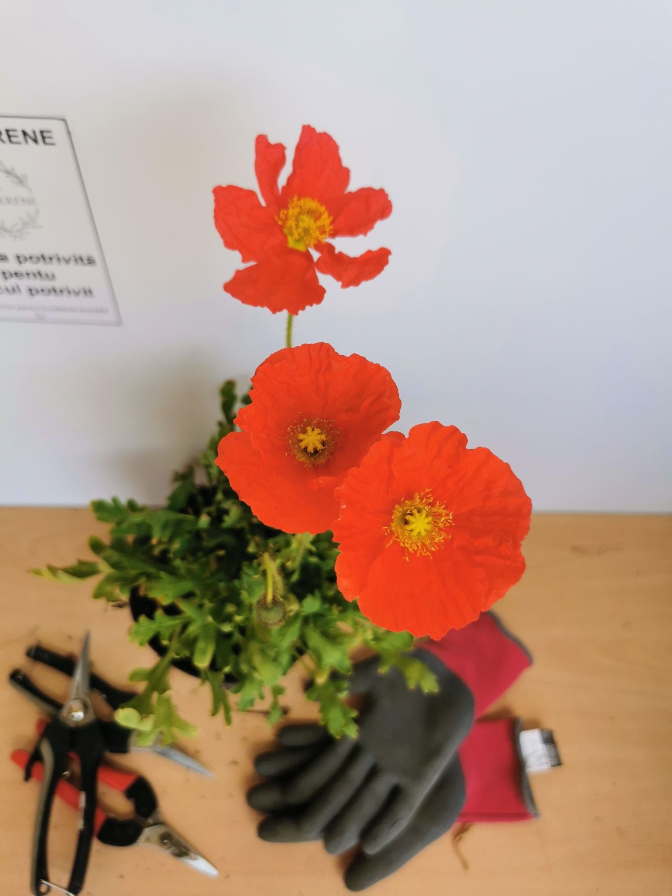 Mac islandez - Papaver nudicaule 'Pop-up Rose'