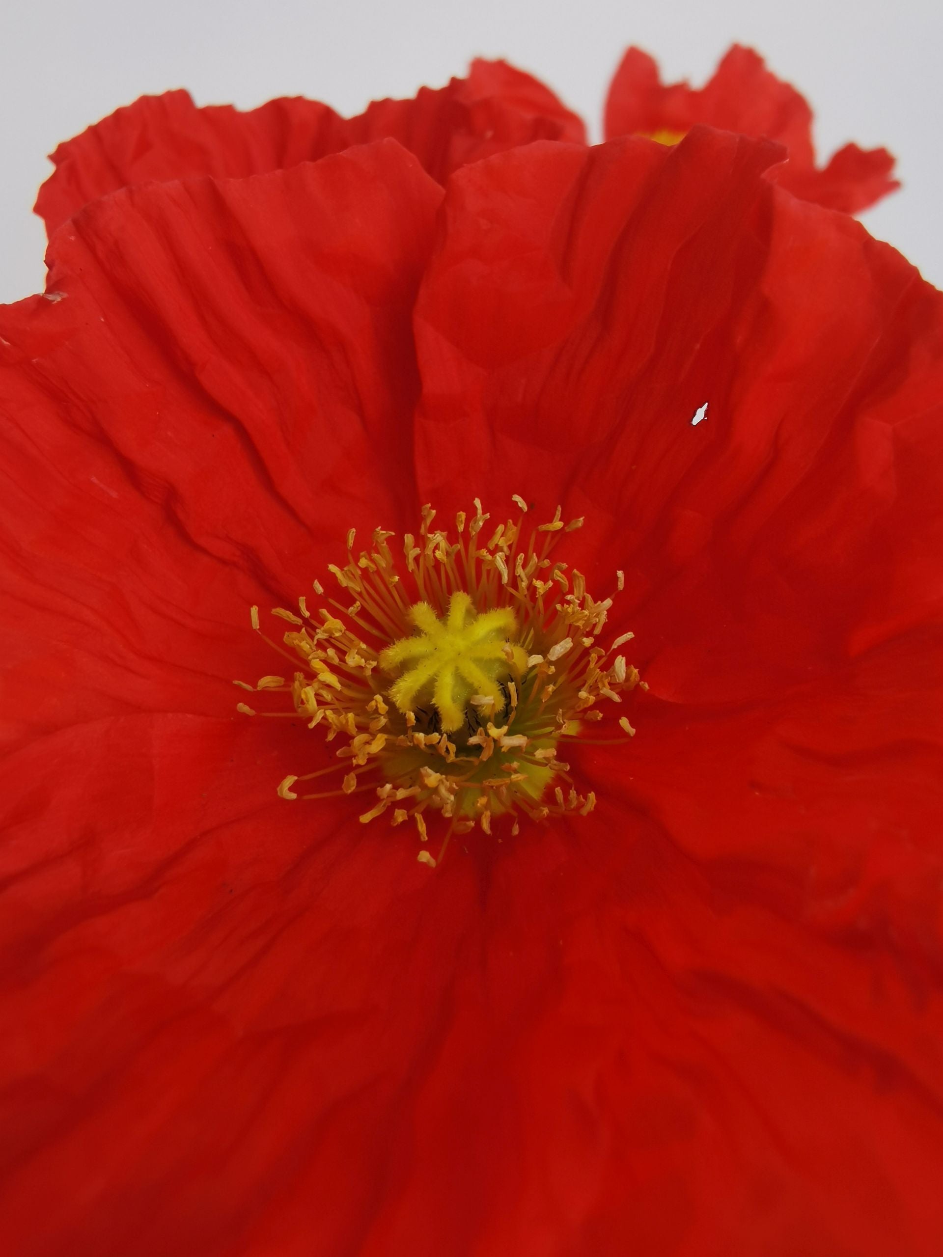 Mac islandez - Papaver nudicaule 'Pop-up Rose'