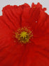 Mac islandez - Papaver nudicaule 'Pop-up Rose'