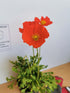 Mac islandez - Papaver nudicaule 'Pop-up Rose'