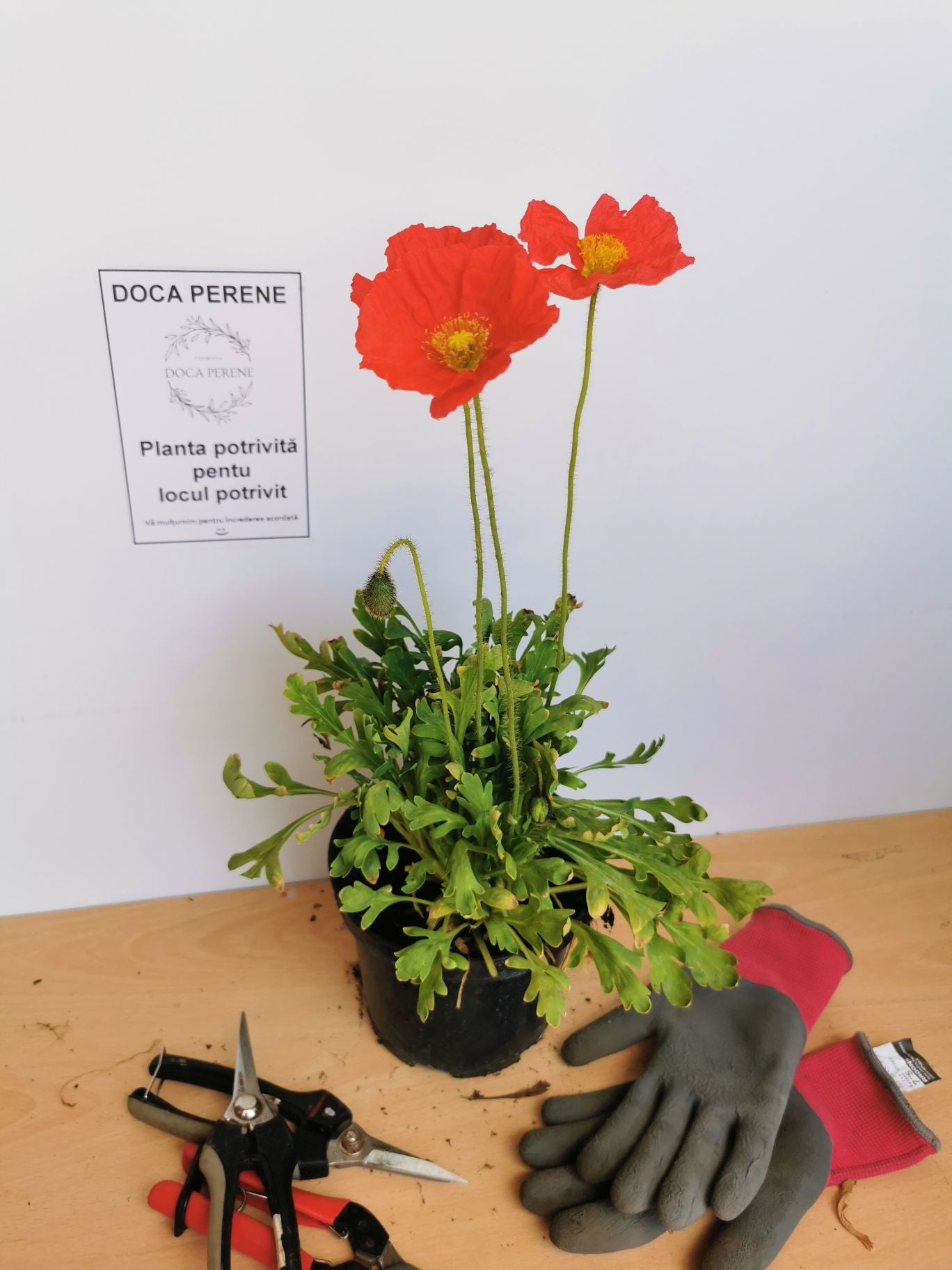 Mac islandez - Papaver nudicaule 'Pop-up Rose'