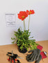Mac islandez - Papaver nudicaule 'Pop-up Rose'