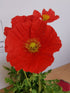 Mac islandez - Papaver nudicaule 'Pop-up Rose'