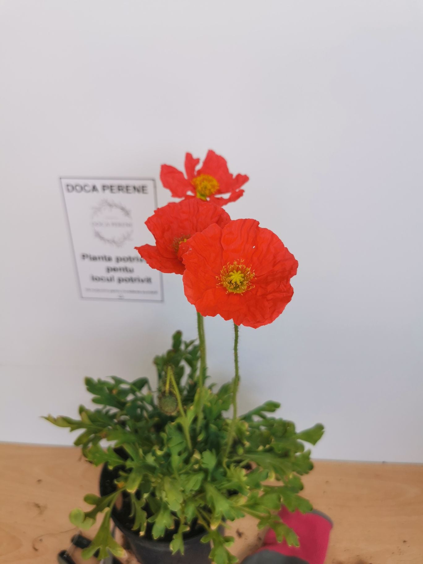 Mac islandez - Papaver nudicaule 'Pop-up Rose'