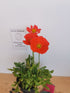 Mac islandez - Papaver nudicaule 'Pop-up Rose'