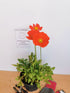 Mac islandez - Papaver nudicaule 'Pop-up Rose'