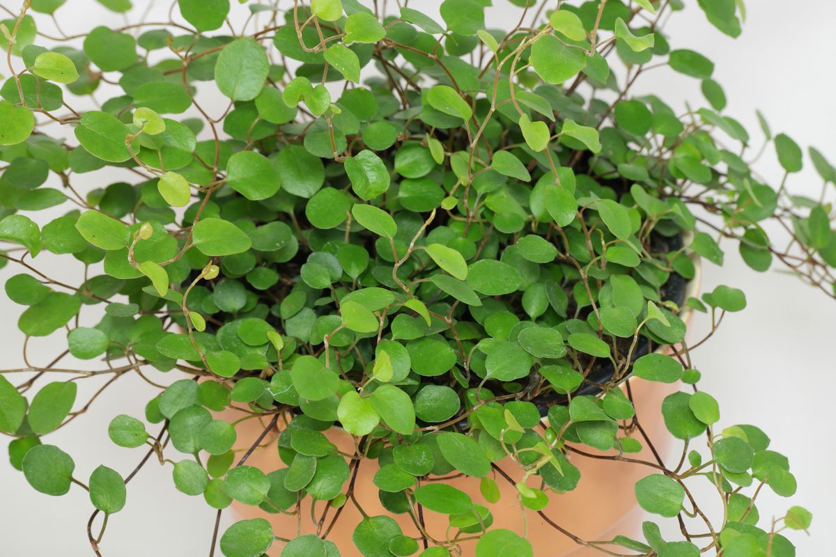 Părum fecioarei - Muehlenbeckia complexa Green - DocaPerene