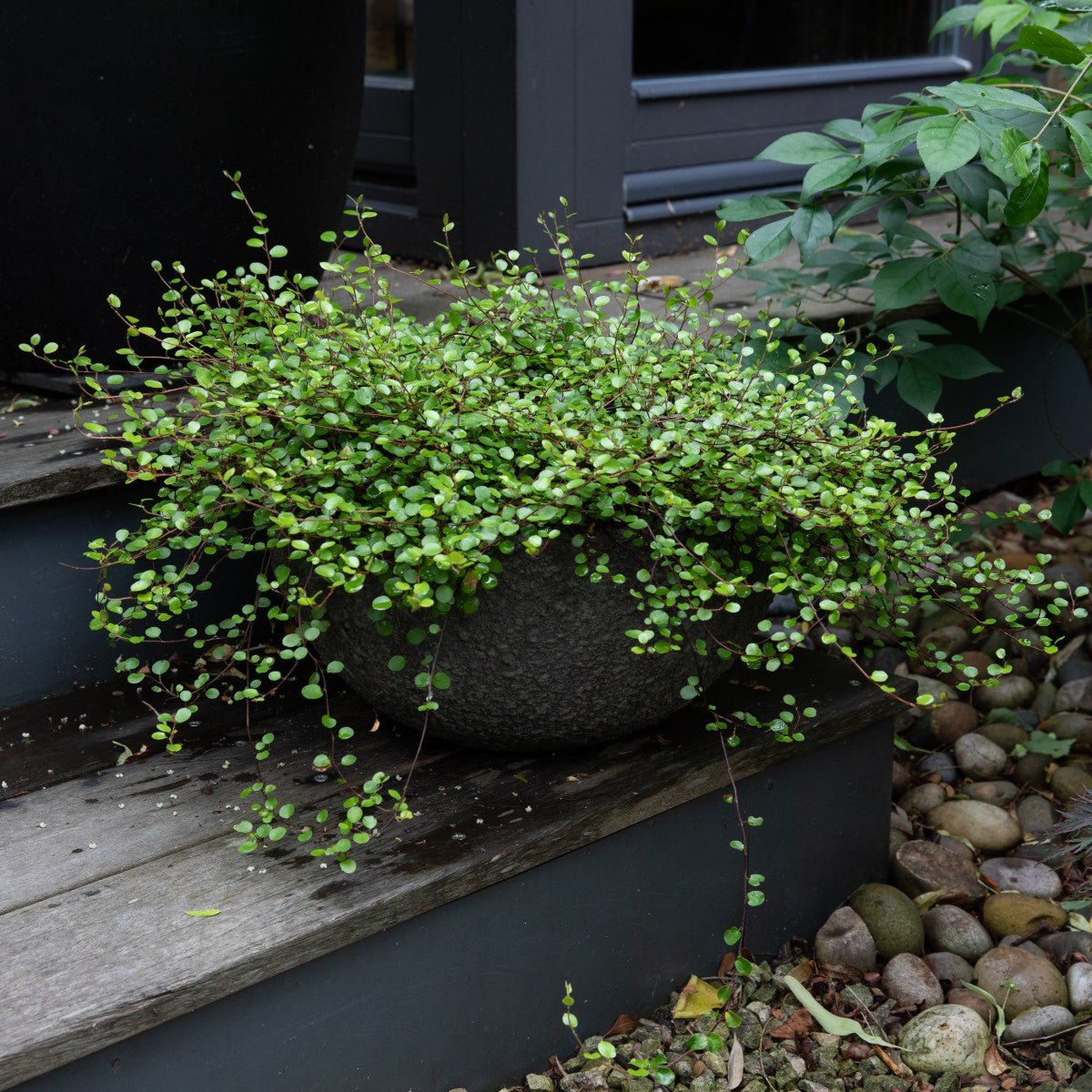 Părum fecioarei - Muehlenbeckia complexa Green - DocaPerene