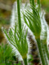 Floarea Paștelui Mix - Pulsatilla Vulgaris